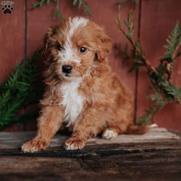 Koby, Mini Goldendoodle Puppy